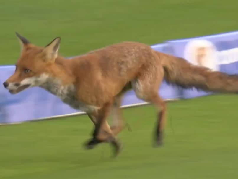 Fox Enters Field As Bizarre Incident Halts Play During The Hundred Opener – Video Fox Enters Field As Bizarre Incident Halts Play During The Hundred Opener – Video